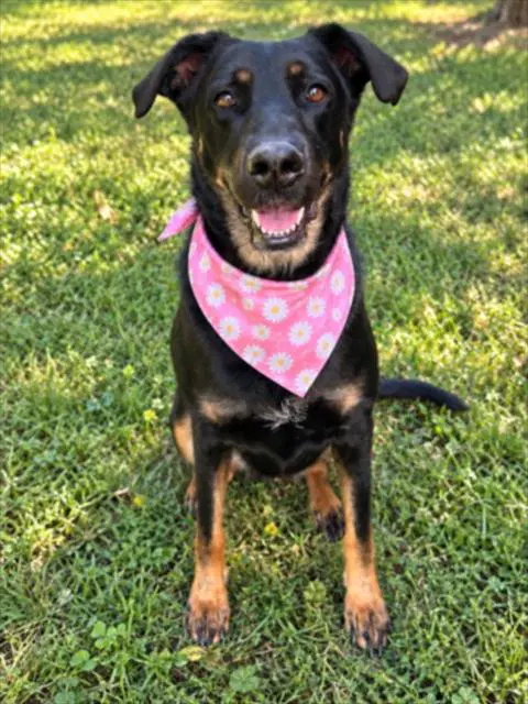 Roxie - Doberman Pinscher