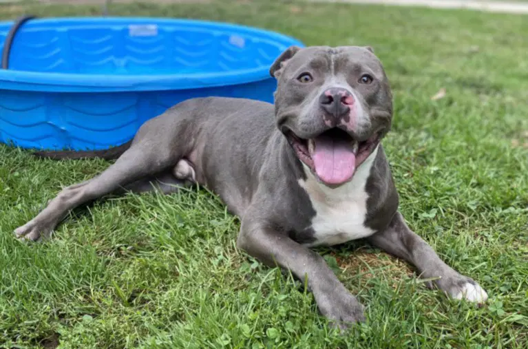 Beegee - Pit Bull Terrier