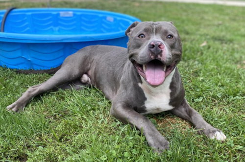 BEEGEE, an adoptable dog