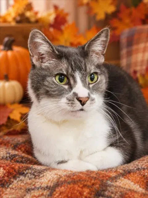 Bogart - Domestic Short Hair