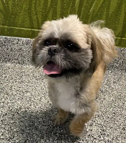 Grover - Shih Tzu