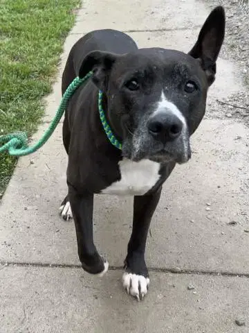 Nala - Pit Bull Terrier