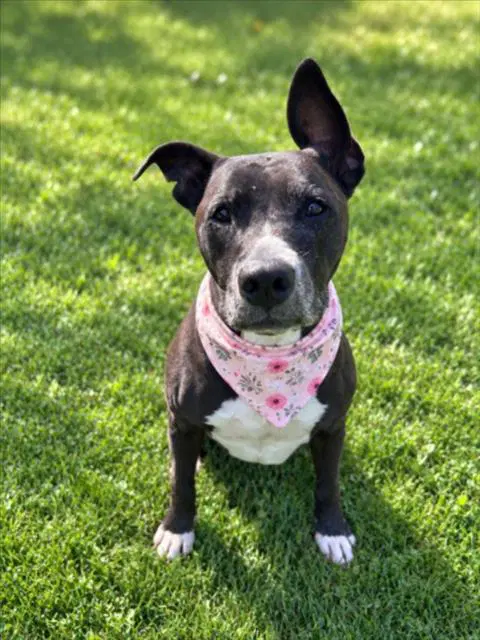 Nala - Pit Bull Terrier