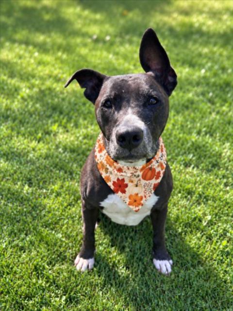 NALA, a dog for adoption from Macomb County Animal Shelter and Animal Control