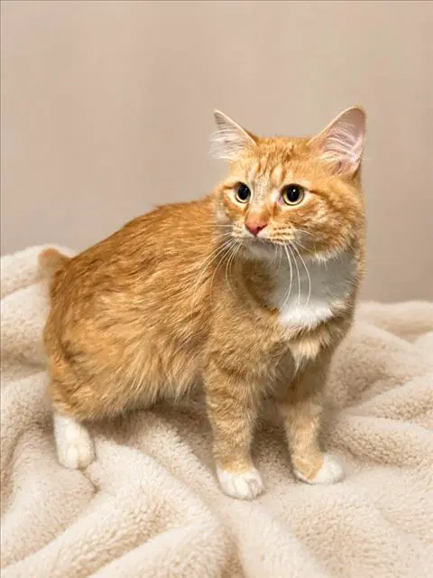 Hobbes - Domestic Long Hair