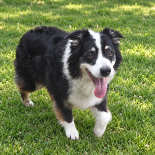 MOONBEAM, an adoptable dog