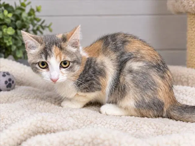 Munchkin - Domestic Short Hair