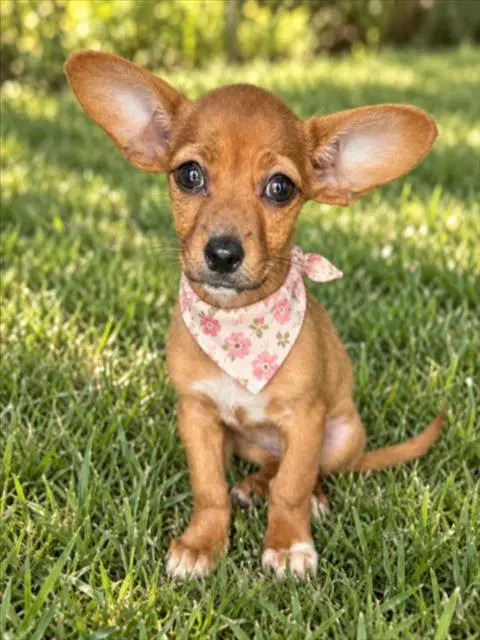 Starsky - Chihuahua