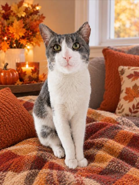 LEO, a cat for adoption from Macomb County Animal Shelter and Animal Control