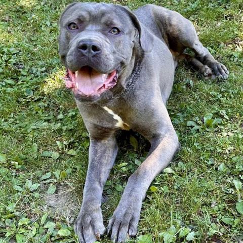 GOMER, an adoptable dog