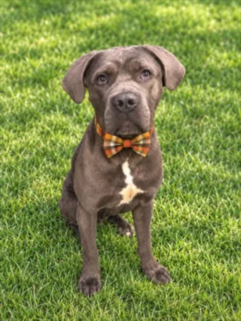 Gomer - Cane Corso Mastiff