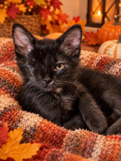 Tink, Domestic Short Hair