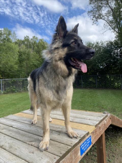 DELILAH, an adoptable dog
