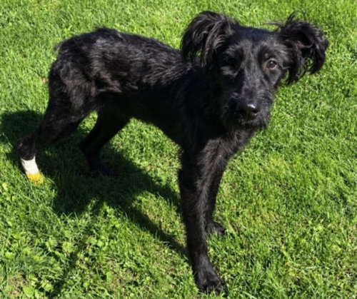 FABLE, an adoptable dog