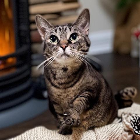 Maple Leaf, Domestic Short Hair