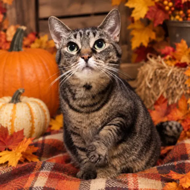 Maple Leaf - Domestic Short Hair