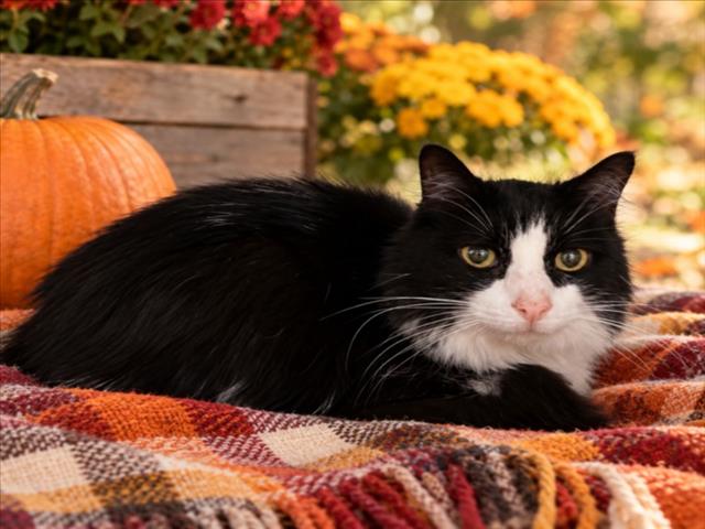 Fiona, Domestic Long Hair