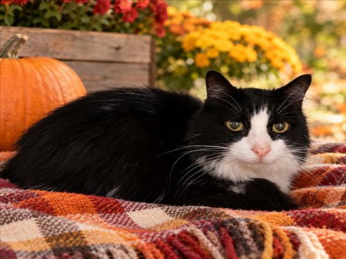 FIONA, a cat for adoption from Macomb County Animal Shelter and Animal Control