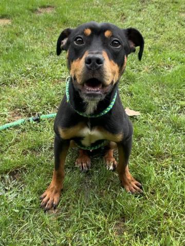 DRAKE, an adoptable dog