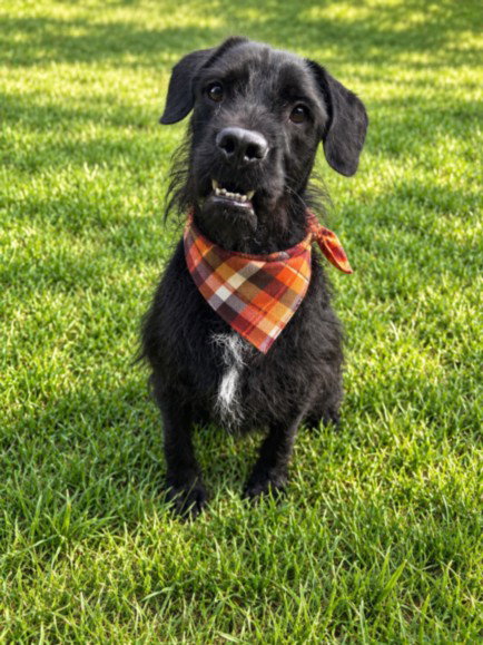 WEDNESDAY, an adoptable dog