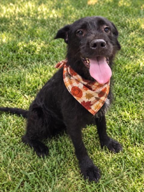 WEDNESDAY, a dog for adoption from Macomb County Animal Shelter and Animal Control