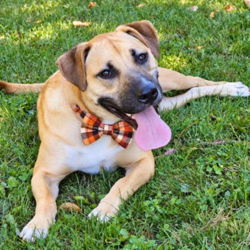 DEXTER, a dog for adoption from Macomb County Animal Shelter and Animal Control