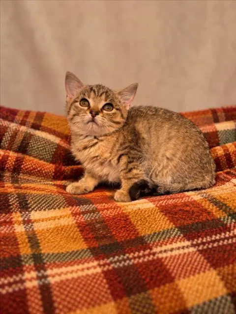 Sally - Domestic Short Hair