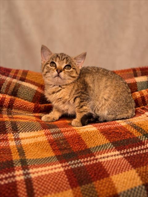 SALLY, a cat for adoption from Macomb County Animal Shelter and Animal Control