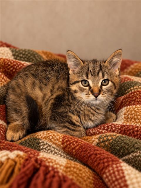 JACKIE SKELLINGTON, a cat for adoption from Macomb County Animal Shelter and Animal Control