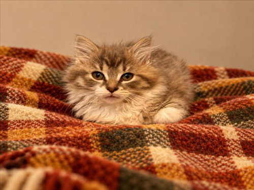 OOGIE, a cat for adoption from Macomb County Animal Shelter and Animal Control