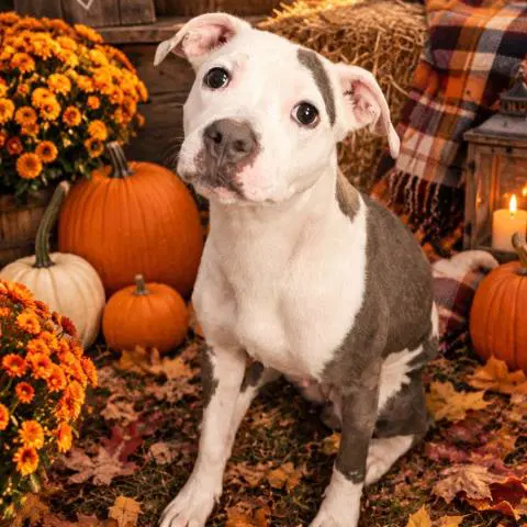 Josie - Pit Bull Terrier
