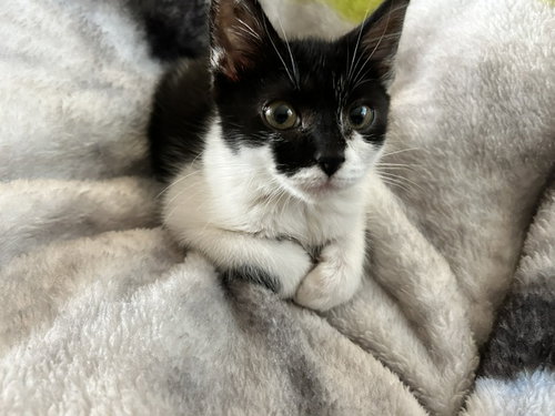 RITA, a cat for adoption from Macomb County Animal Shelter and Animal Control