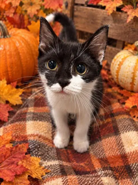 Rita - Domestic Short Hair