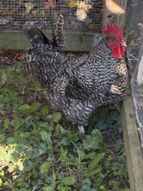 CLUCK NORRIS, a poultry for adoption from Macomb County Animal Shelter and Animal Control