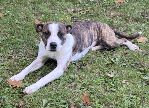 STORM, an adoptable dog