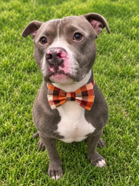 Beegee - Pit Bull Terrier