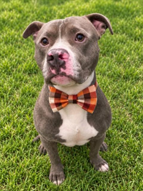 BEEGEE, an adoptable dog