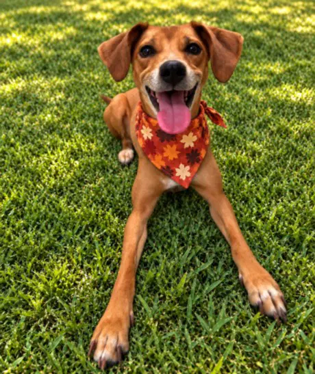 Birdy - Beagle