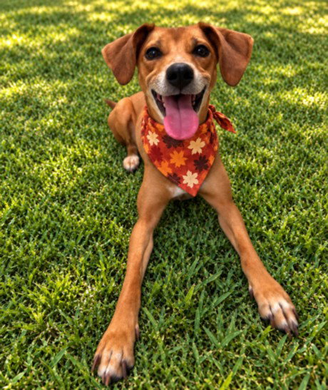 BIRDY, an adoptable dog