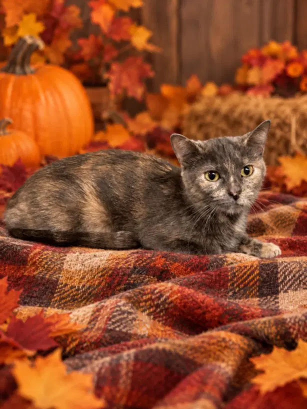 October - Domestic Short Hair