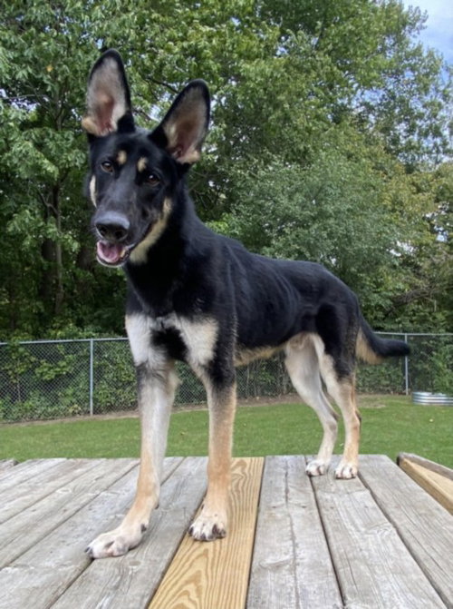 ODIN, an adoptable dog