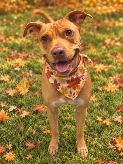 Morticia - Pit Bull Terrier