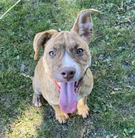 Pita - Pit Bull Terrier