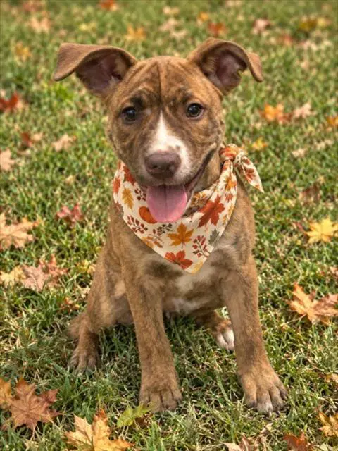 Pita - Pit Bull Terrier
