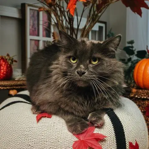 Stu - Domestic Medium Hair