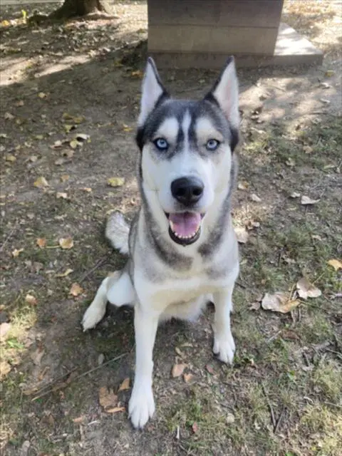 Salem - Siberian Husky