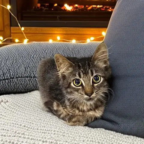 Crumble - Domestic Medium Hair