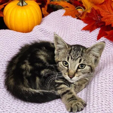 Kia - Domestic Short Hair