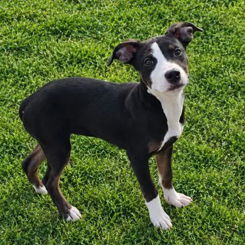 Roxy - Pit Bull Terrier