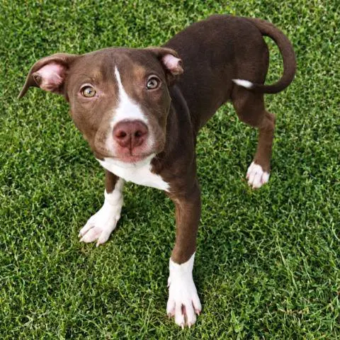 Stevie - Pit Bull Terrier